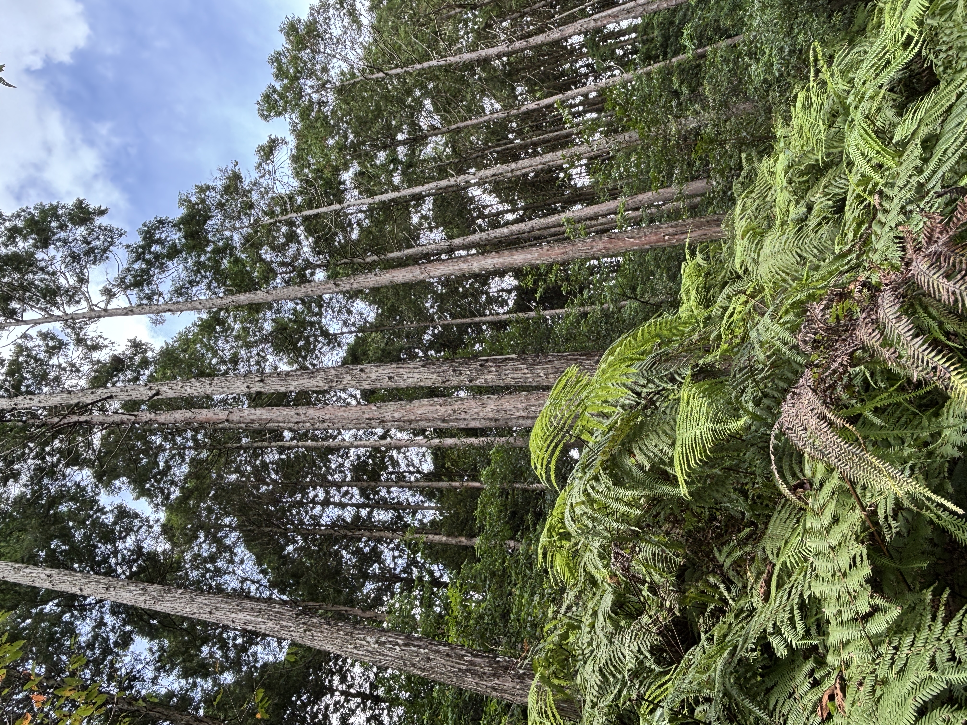 立木・山林の買取