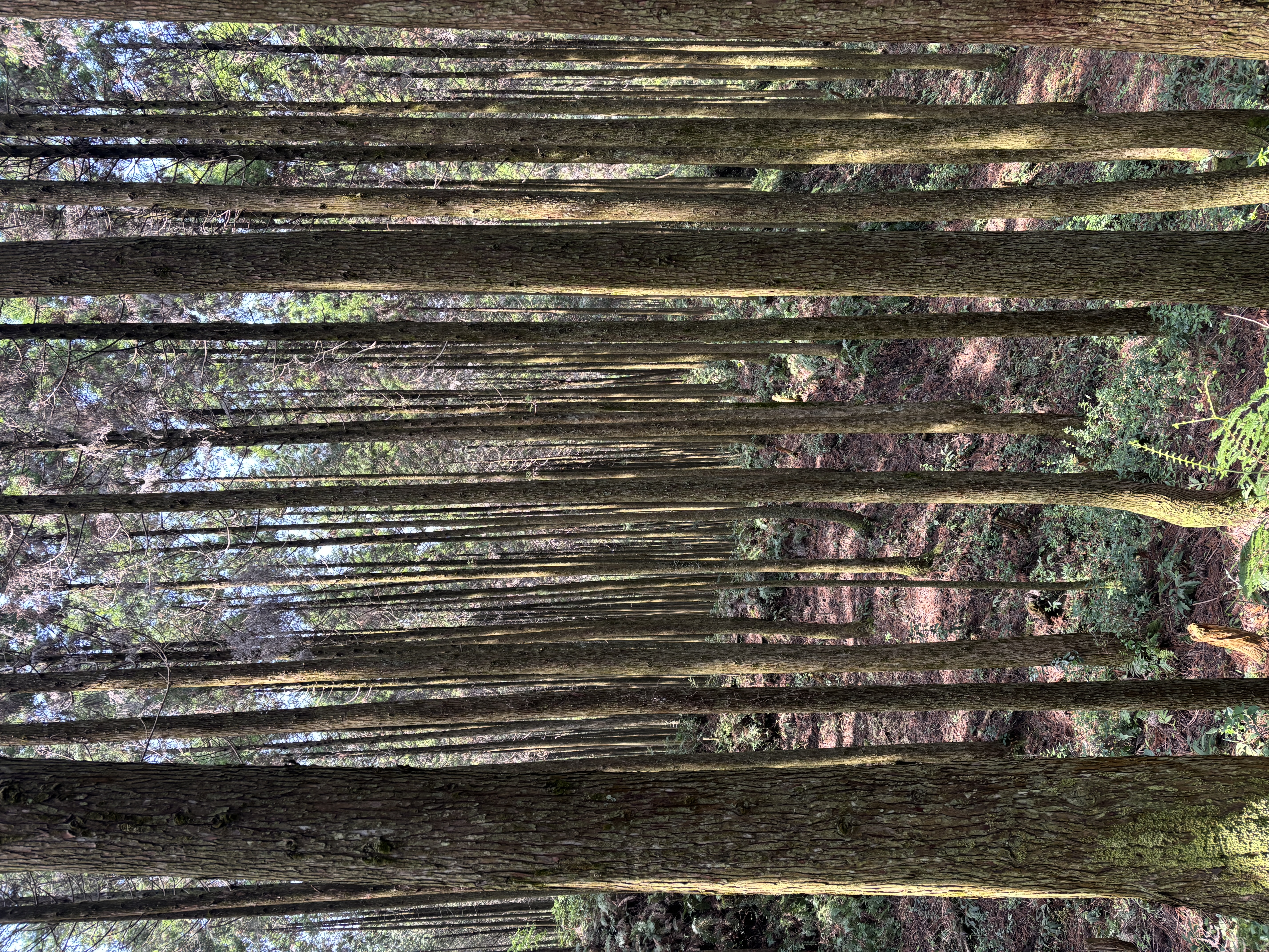 立木・山林の風景2