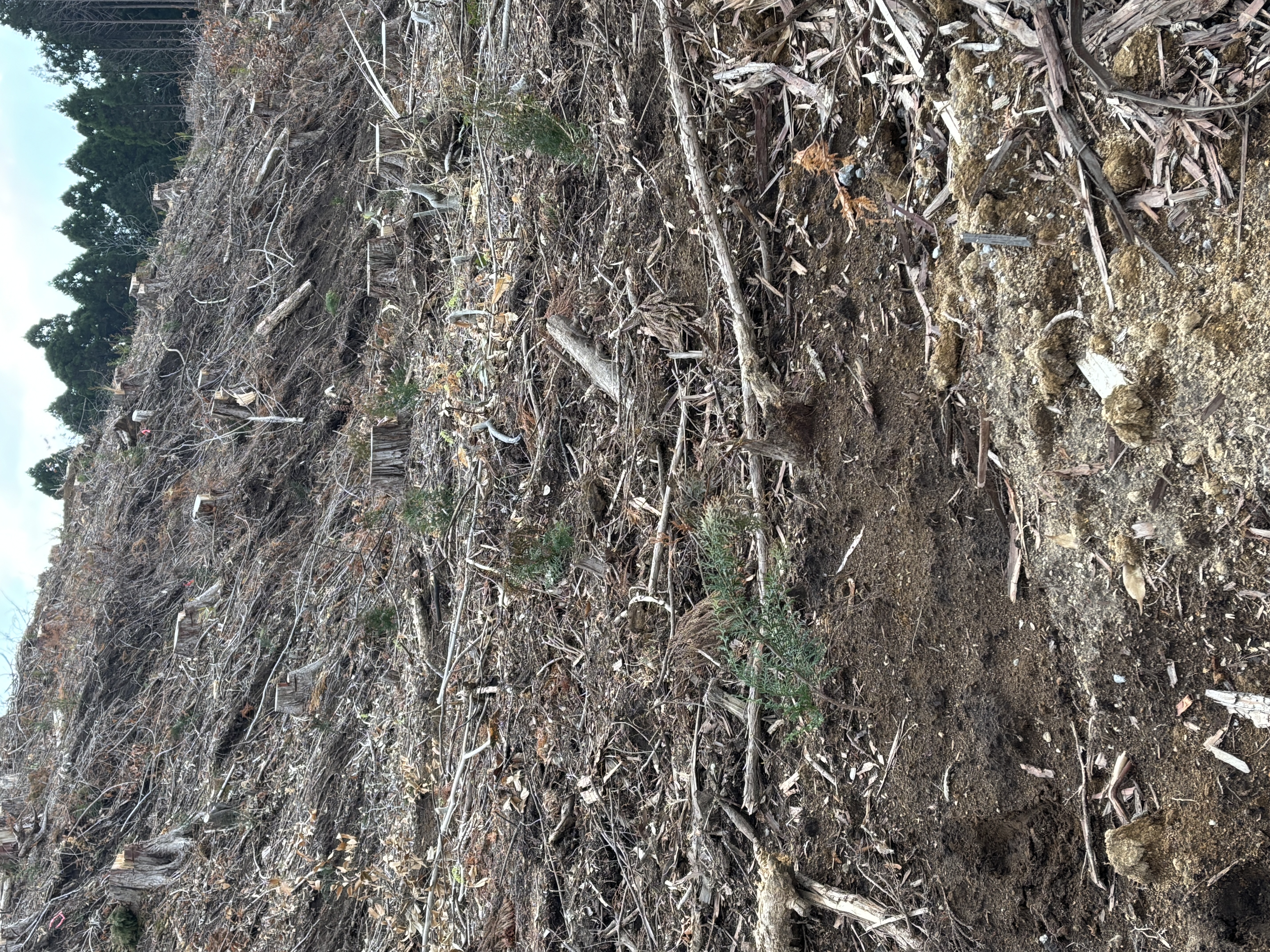 立木・山林の風景3