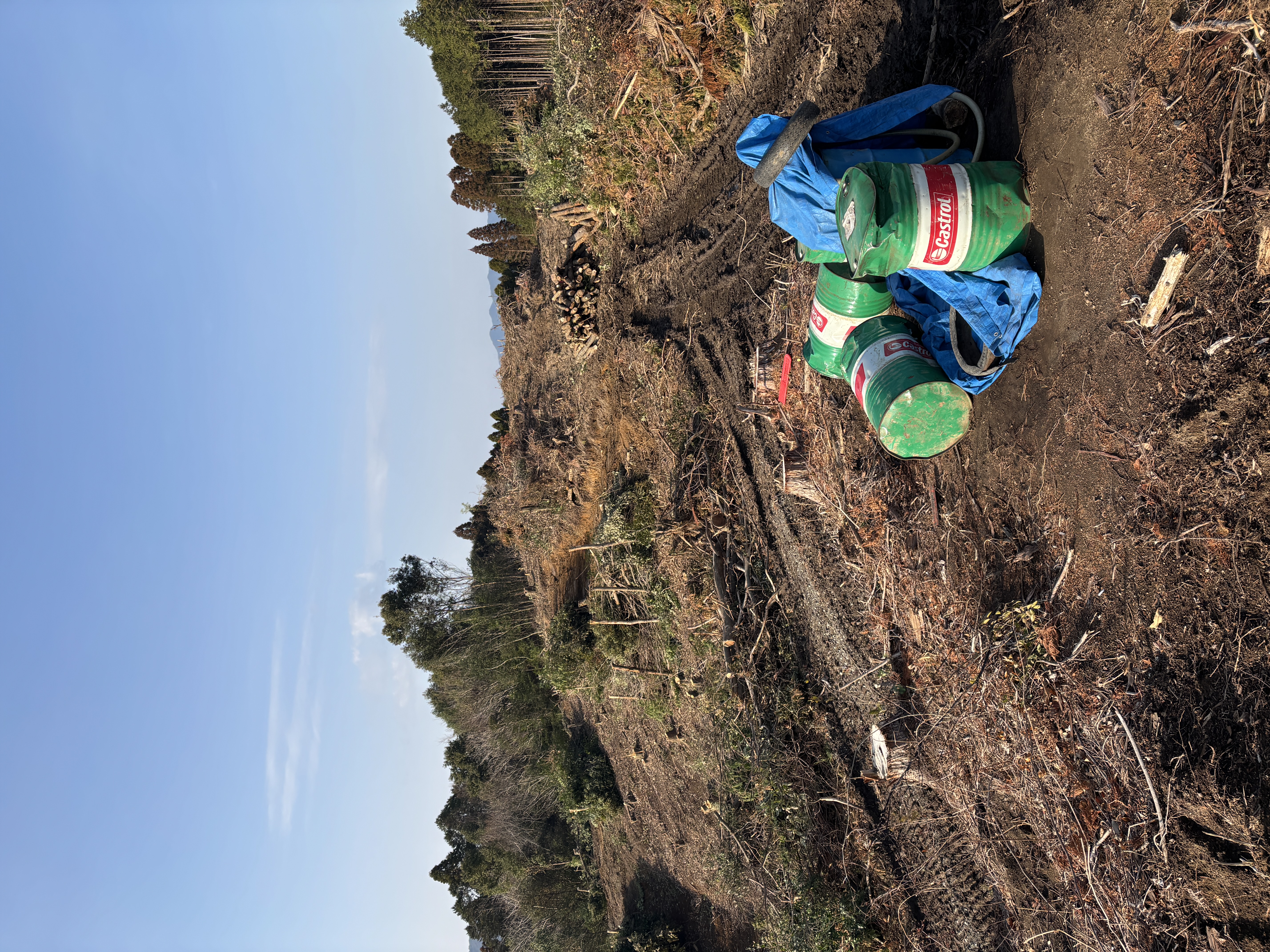 立木・山林の風景4
