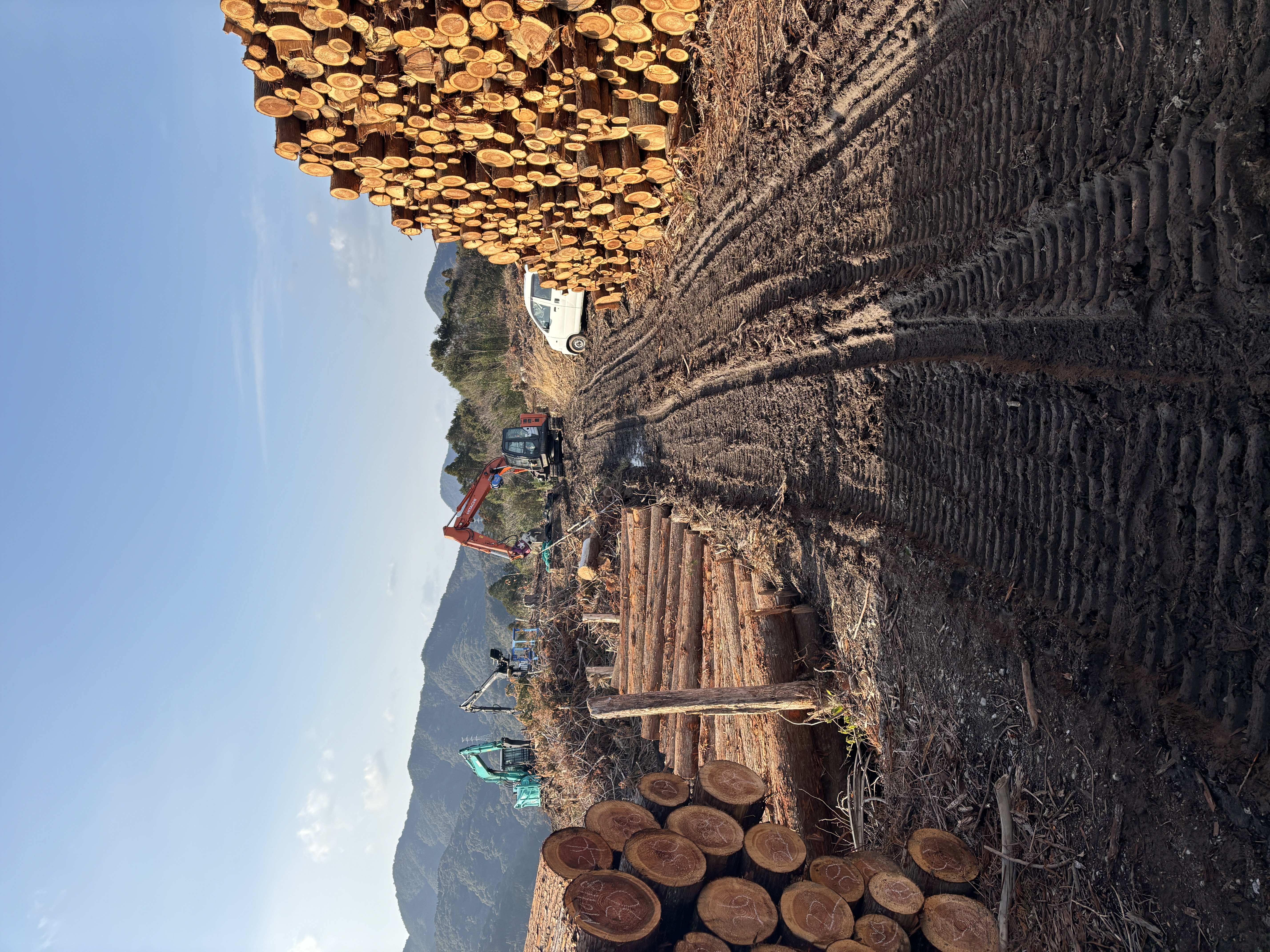 立木・山林の風景5